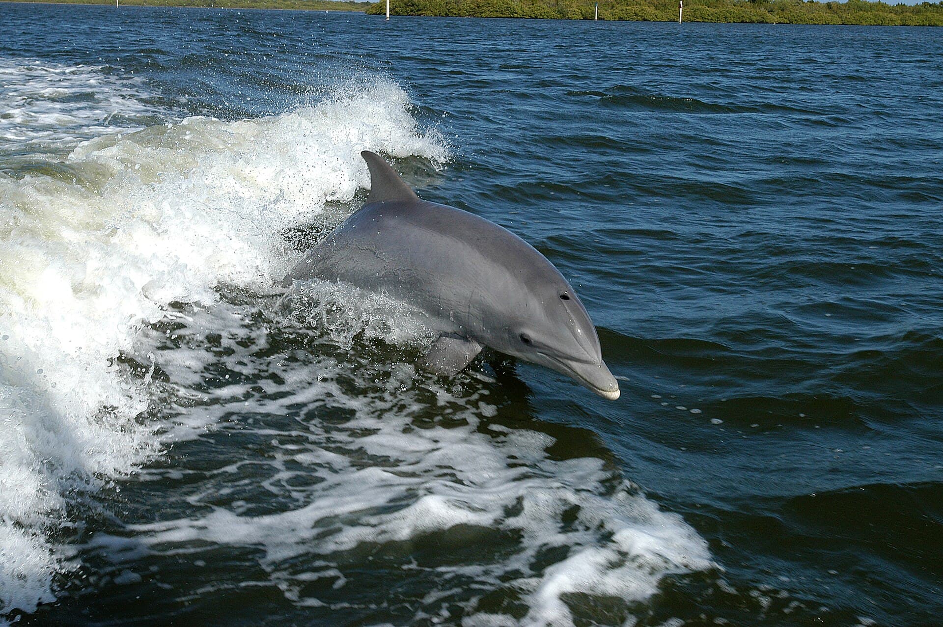Wild bottlenose dolphin leaping in a boat wake in the Gulf of Mexico