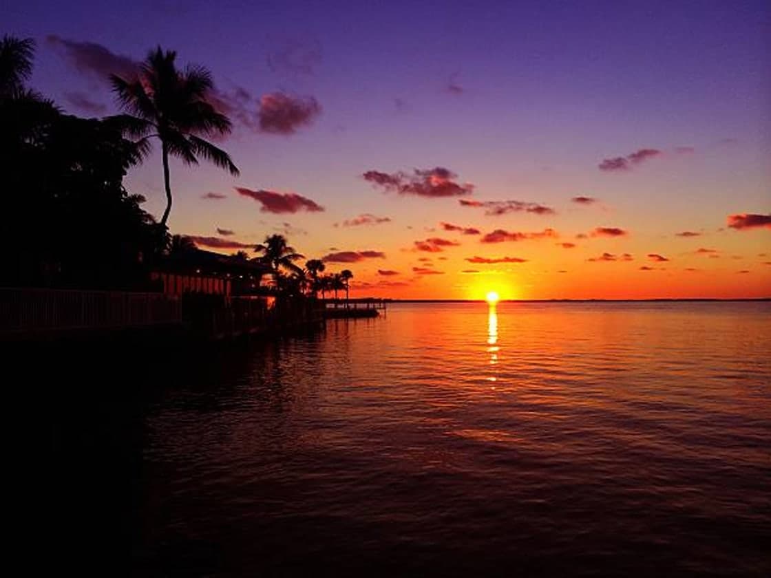Golden Florida sunset over calm water with palm trees silhouetted along the shore